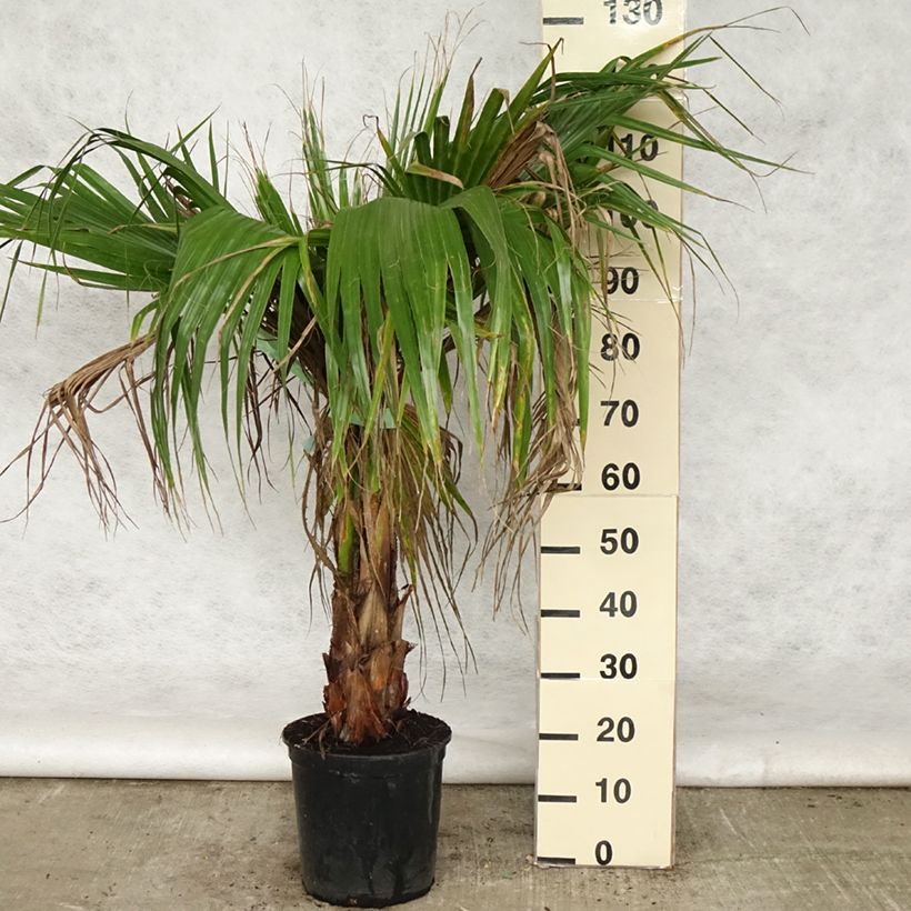 Spécimen de Washingtonia robusta - Palmier du Mexique Pot de 7,5L/10L tel que livré au printemps