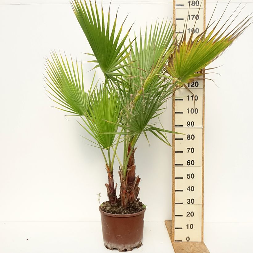 Spécimen de Washingtonia robusta - Palmier du Mexique Pot de 20L/25L, Groupe 3 stipes de 15/20 cm tel que livré en été
