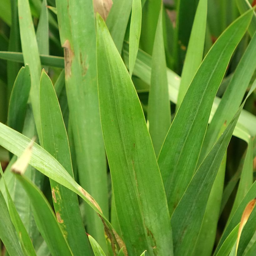 Watsonia gigantea - Watsonie (Foliage)