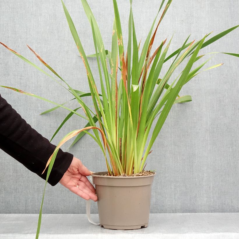Example of Watsonia gigantea - Watsonie Pot de 4L/5L calibre 10+ as you get in printemps