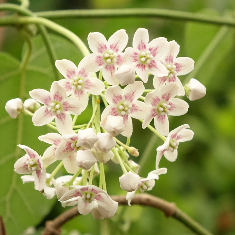 Wattakaka sinensis - Drégée de Chine (Floraison)