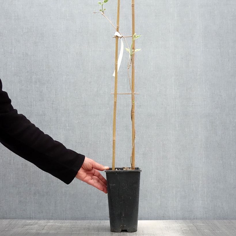 Spécimen de Wattakaka sinensis Variegata - Drégée de Chine Pot de 2L/3L tel que livré au printemps