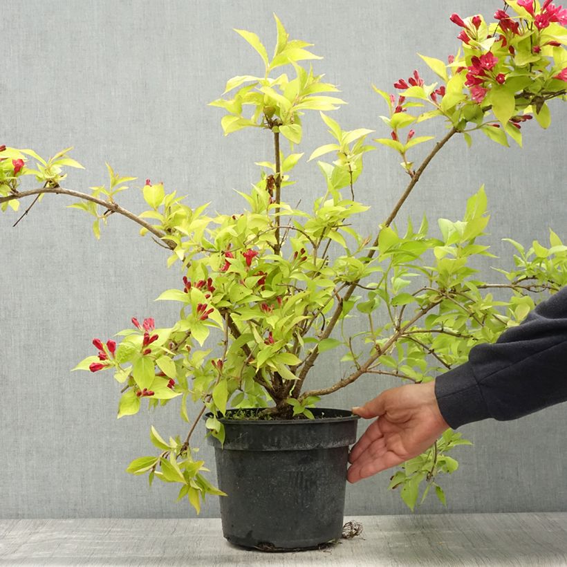 Spécimen de Weigela Briant Rubidor Olympiade Pot de 4L/5L tel que livré au printemps