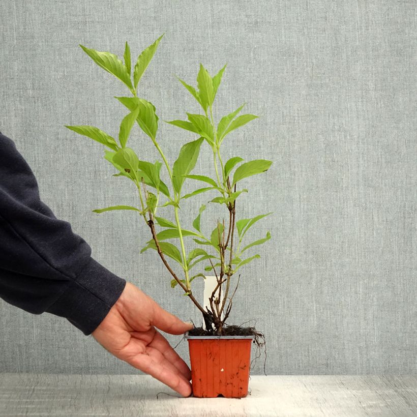 Spécimen de Weigela Candida - Weigélia Godet de 8/9 cm tel que livré au printemps