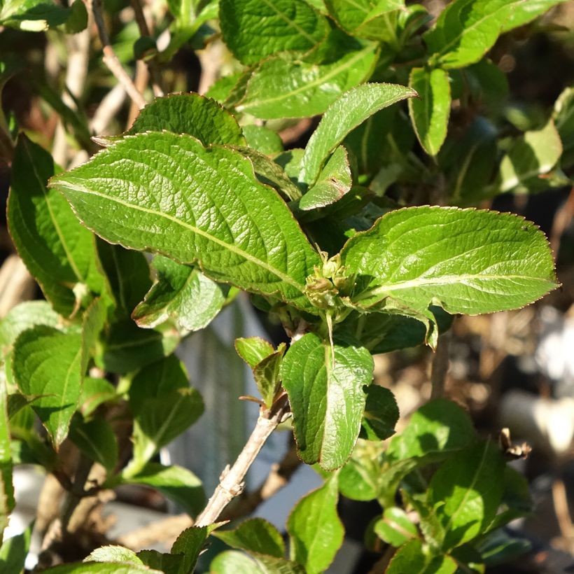 Weigela Colourtwist Sunny Side Up (Feuillage)