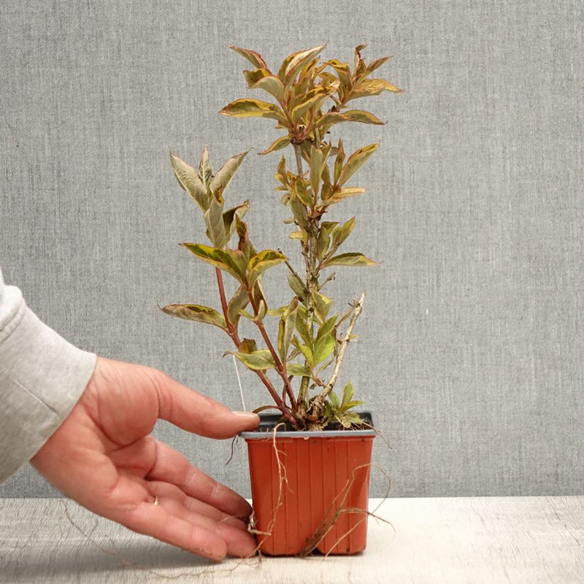 Spécimen de Weigela florida Brigela Godet de 8/9 cm tel que livré au printemps