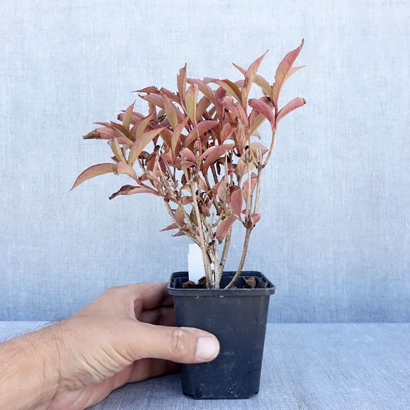 Spécimen de Weigela florida Bristol Ruby Godet de 8/9 cm tel que livré en été