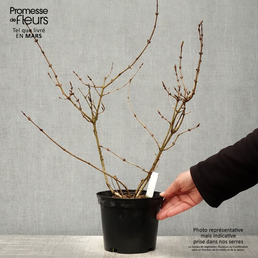 Spécimen de Weigela florida Foliis Purpureis - Weigela florida Purpurea - Weigelia pourpre Pot de 2L/3L tel que livré au printemps