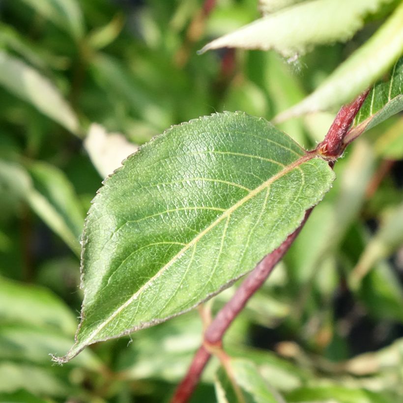 Weigela florida Korea (Feuillage)