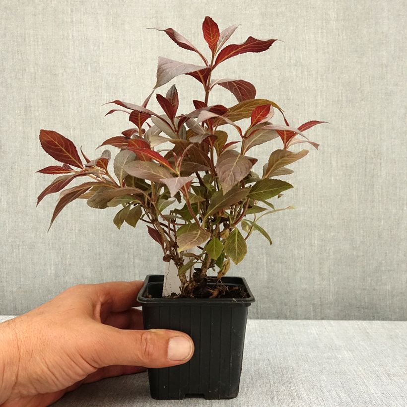 Spécimen de Weigela florida Midnight Wine Godet de 8/9 cm tel que livré au printemps
