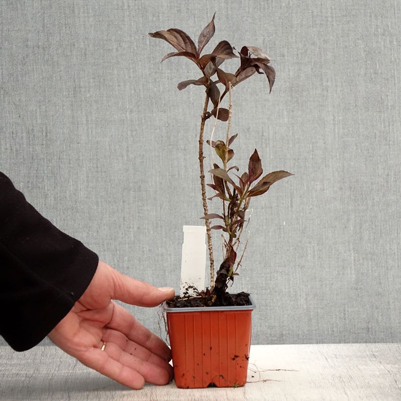 Spécimen de Weigela florida Minor Black Godet de 8/9 cm tel que livré au printemps