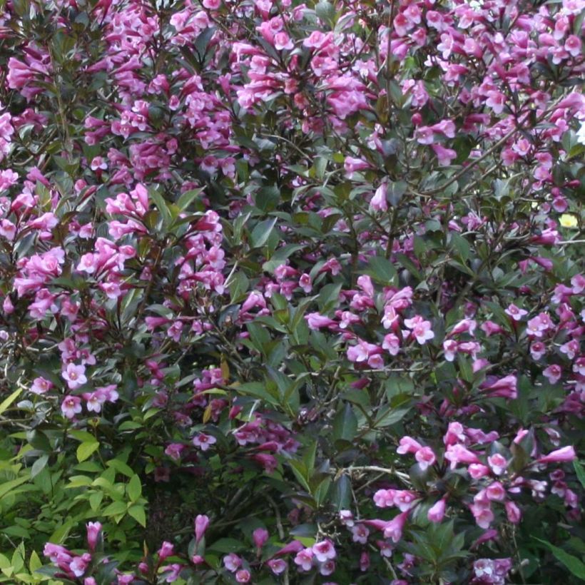 Weigela florida Nana Purpurea - Weigélia pourpre nain  (Flowering)