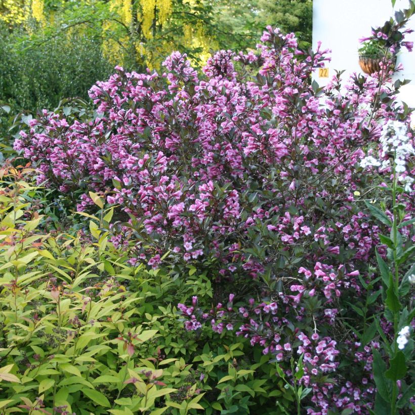 Weigela florida Nana Purpurea - Weigélia pourpre nain  (Plant habit)