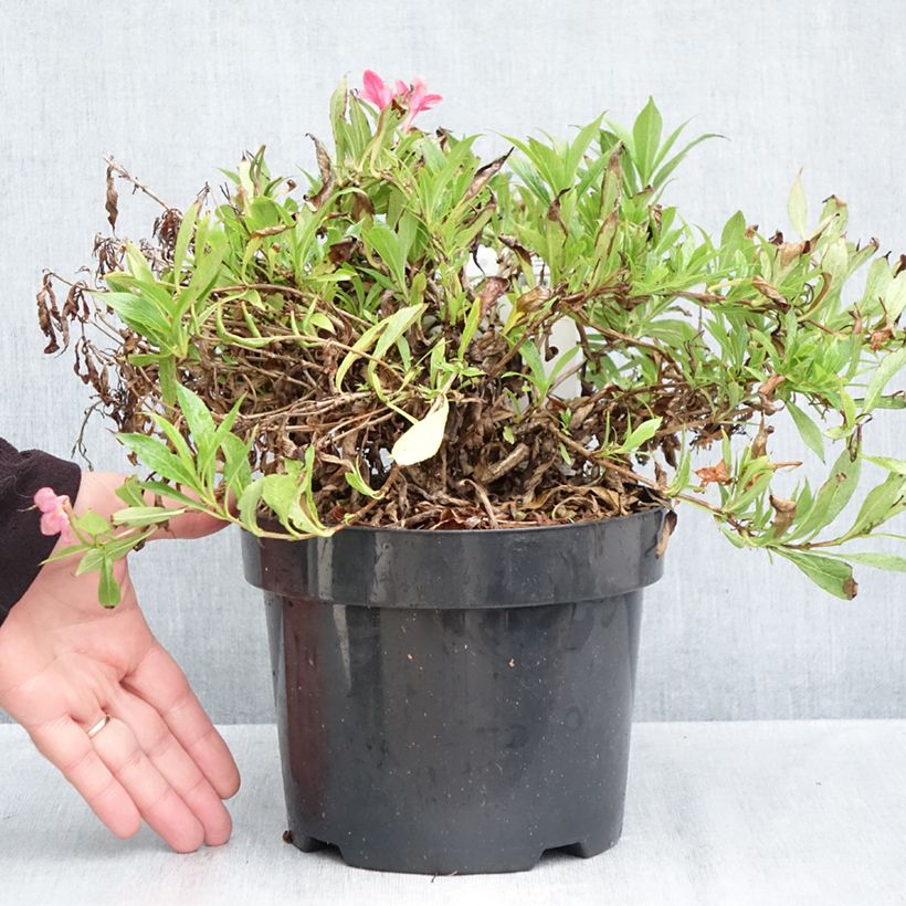 Spécimen de Weigela florida Picobella Rosa - Weigélia nain  Pot de 2L/3L tel que livré en automne