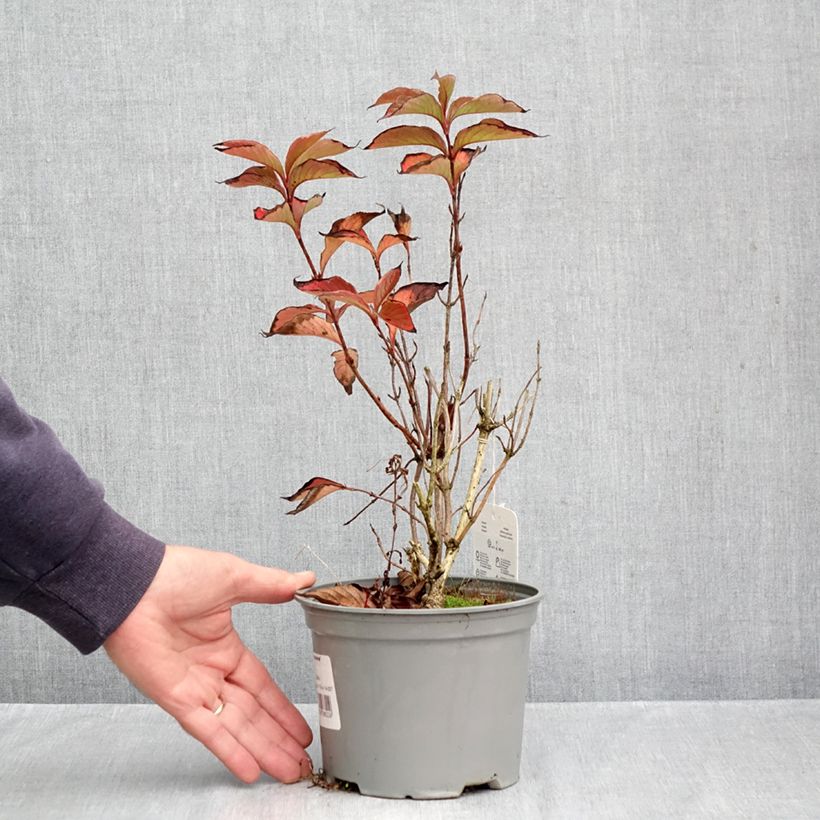 Spécimen de Weigela florida Suzanne Pot de 2L/3L tel que livré en automne