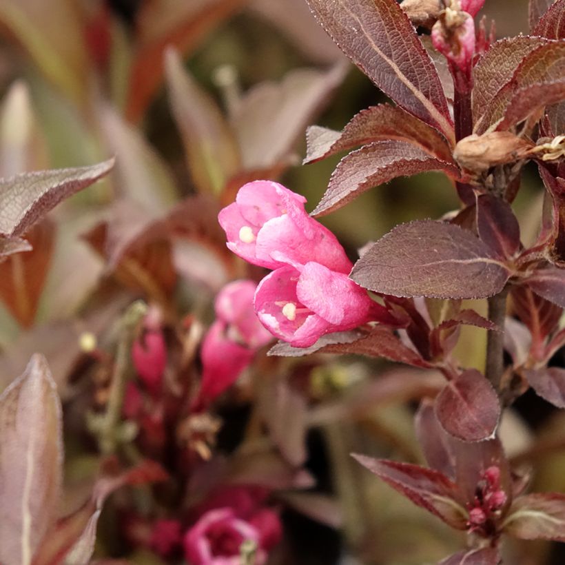 Weigela florida Victoria (Floraison)