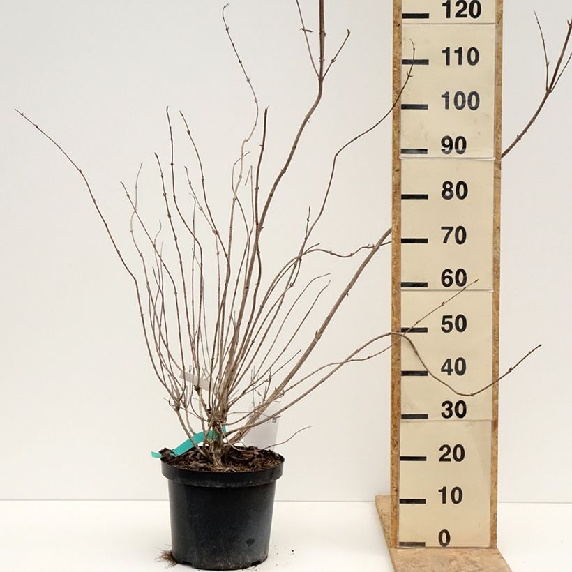 Spécimen de Weigela hybride Red Prince Pot de 7,5L/10L tel que livré au printemps