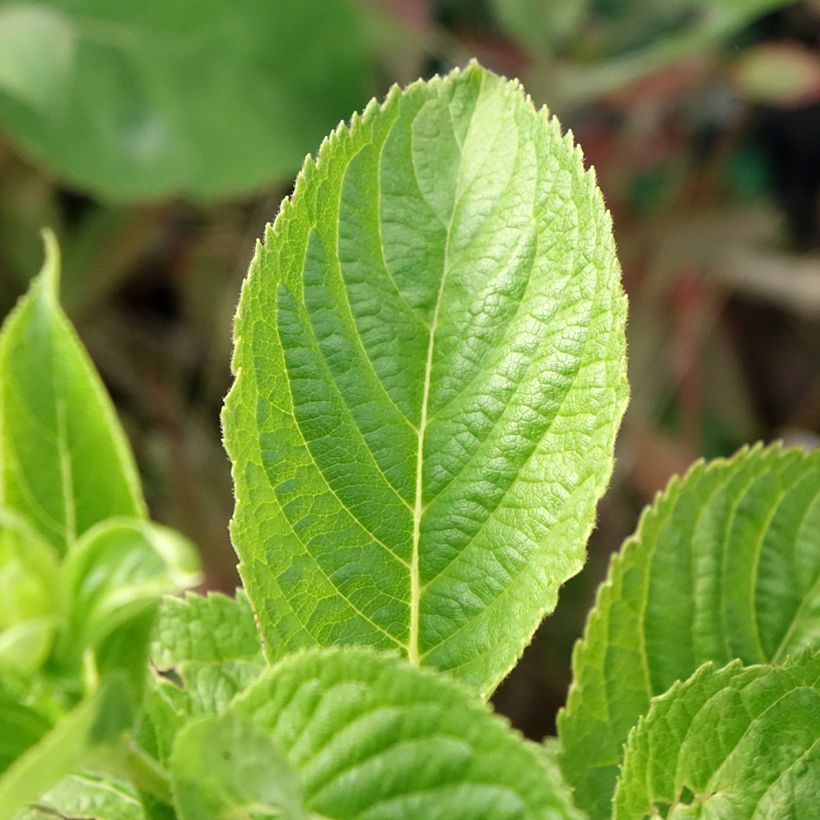 Weigela middendorffiana (Feuillage)