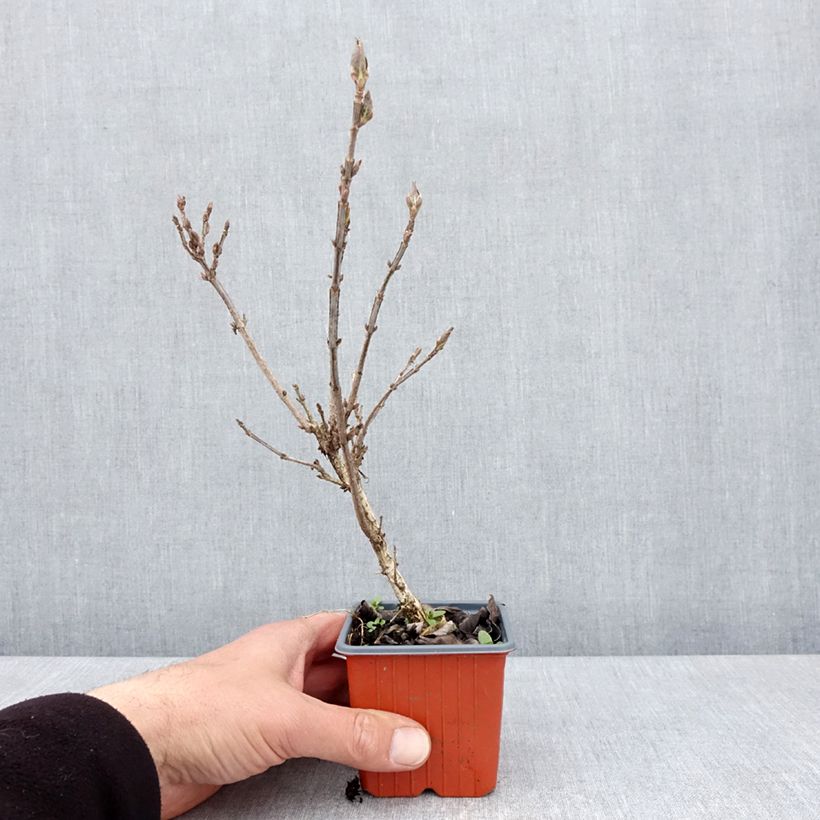 Spécimen de Weigela Minuet Godet de 8/9 cm tel que livré au printemps