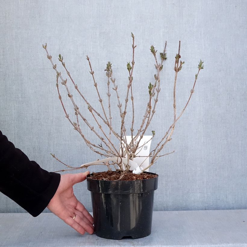 Spécimen de Weigela Minuet Pot de 2L/3L tel que livré au printemps