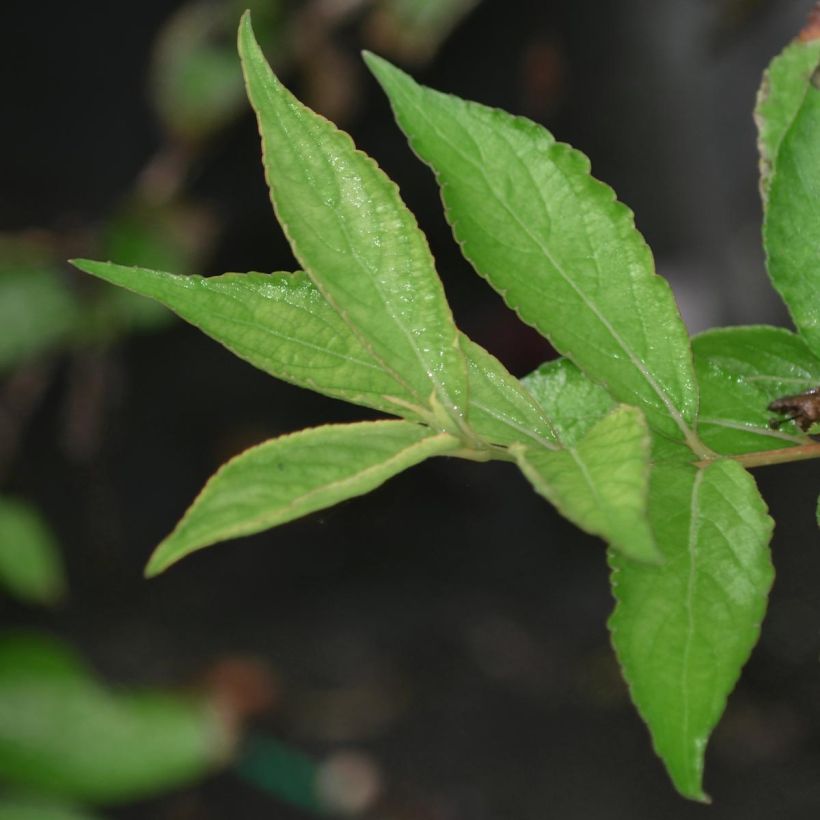 Weigela Nain rouge Courtanin (Foliage)