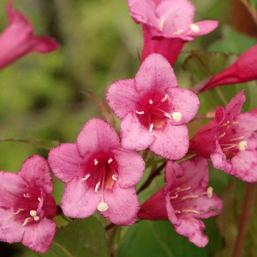 Weigela Rumba (Floraison)