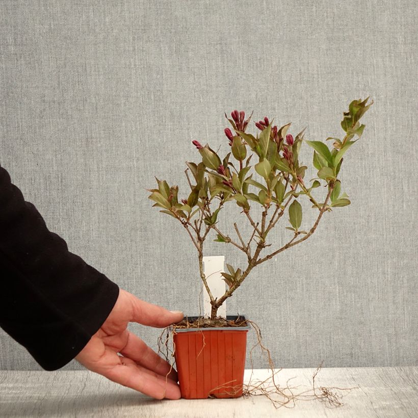 Spécimen de Weigela Rumba Godet de 8/9 cm tel que livré au printemps