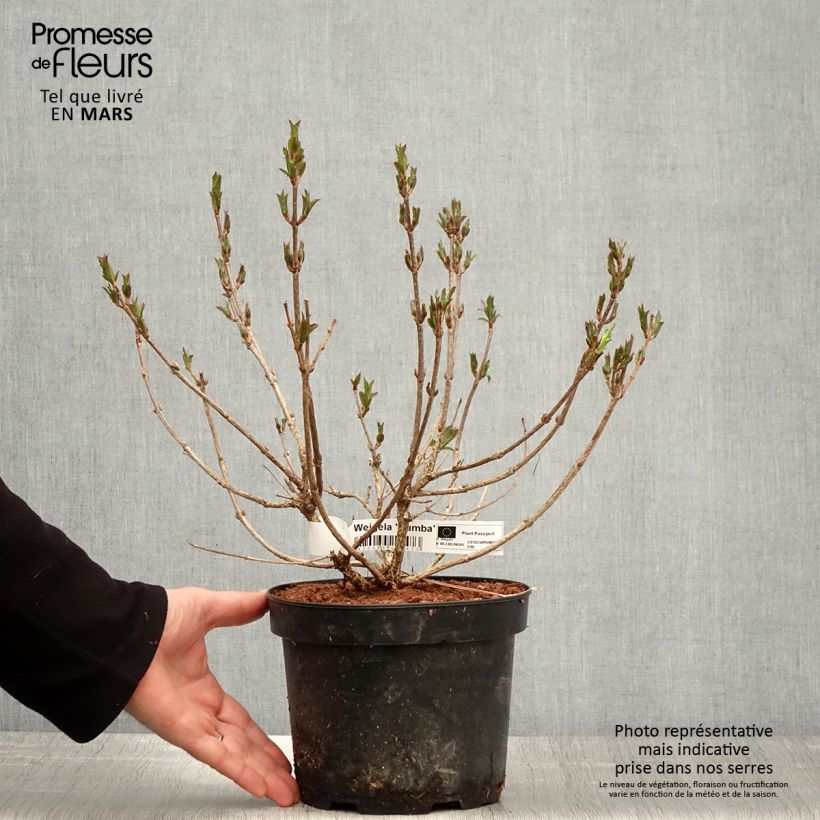Spécimen de Weigela Rumba Pot de 3L/4L tel que livré au printemps