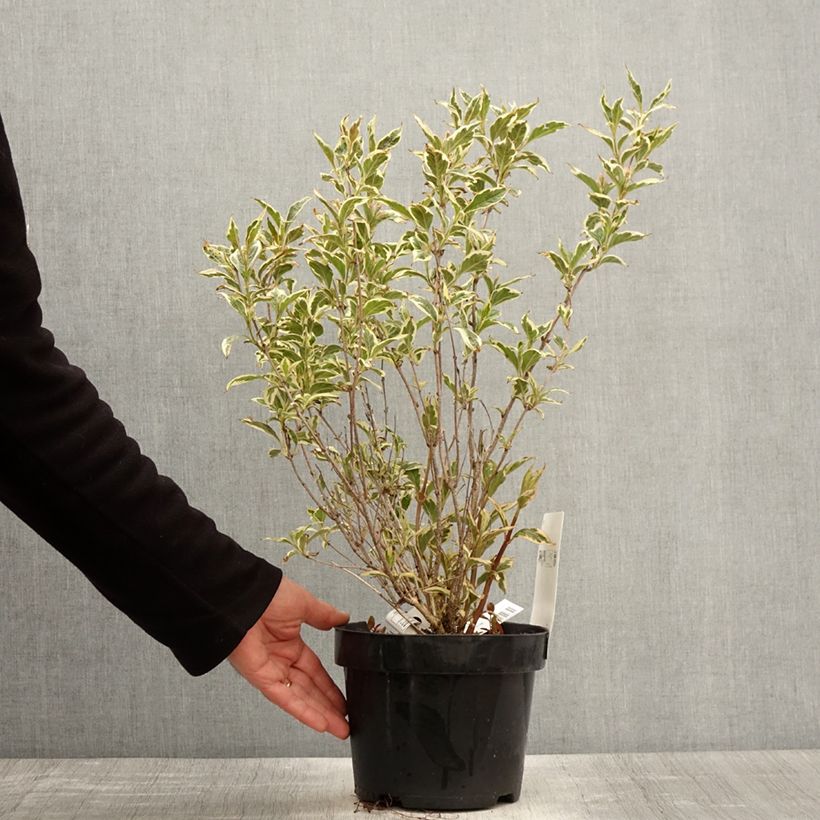 Spécimen de Weigela White Lightning Pot de 2L/3L tel que livré au printemps