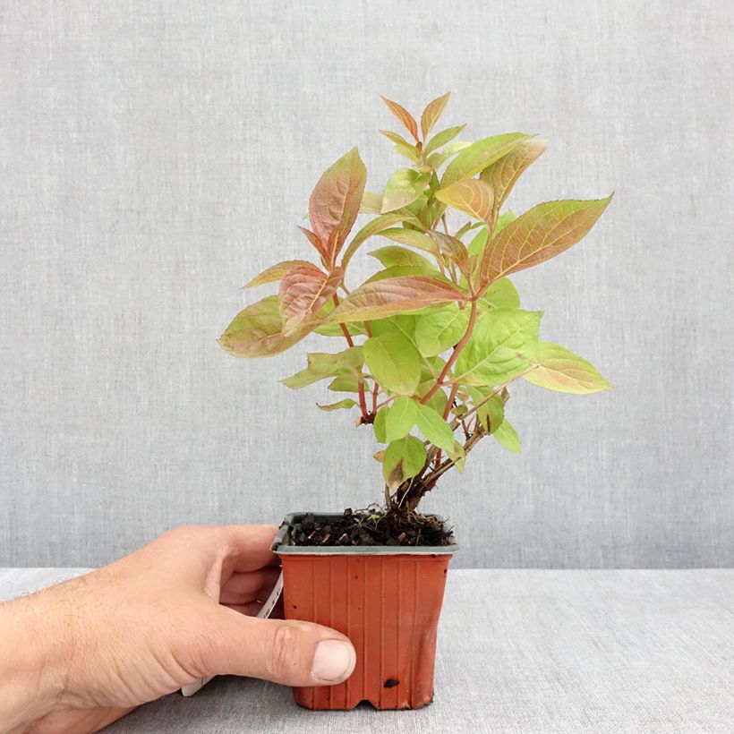 Spécimen de Weigela Wings of Fire  Godet de 8/9 cm tel que livré au printemps