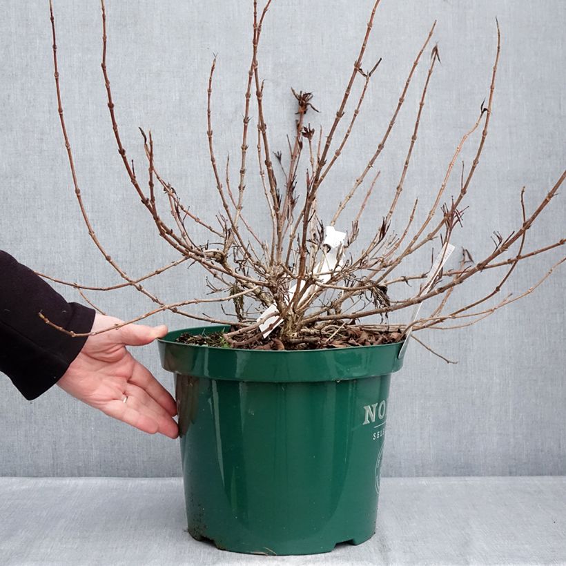 Spécimen de Weigelia All Summer Peach Pot de 7,5L/10L tel que livré en hiver