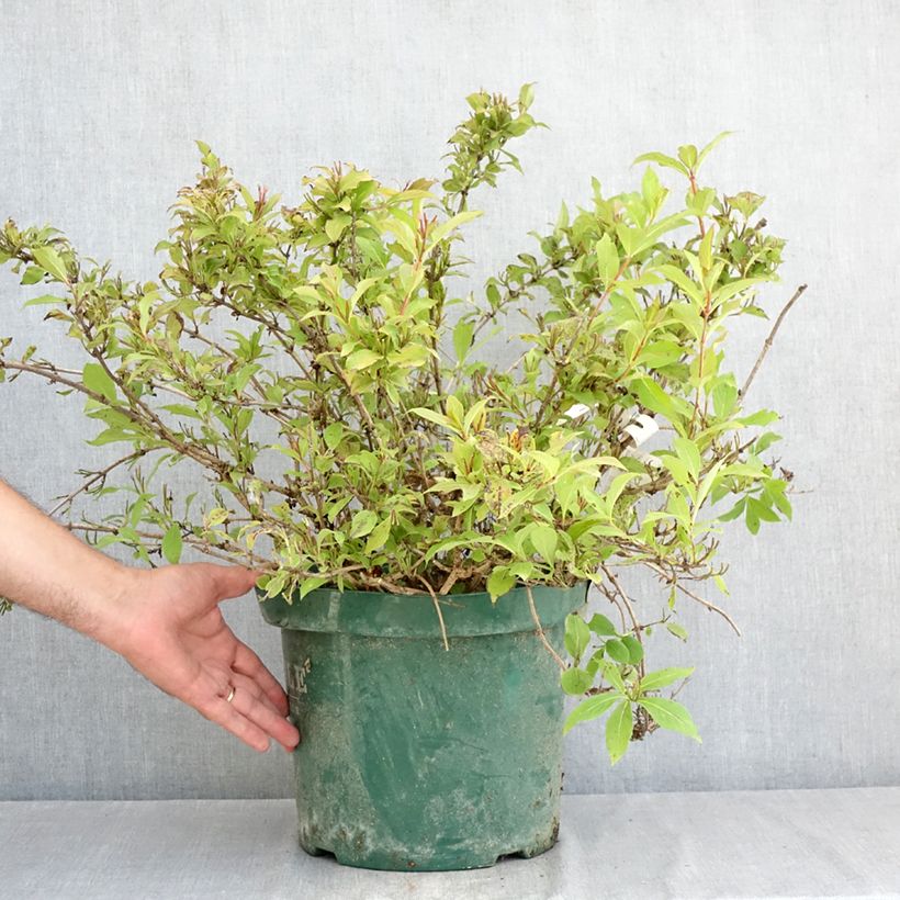 Spécimen de Weigelia florida Princess Ayla Pot de 7,5L/10L tel que livré en été