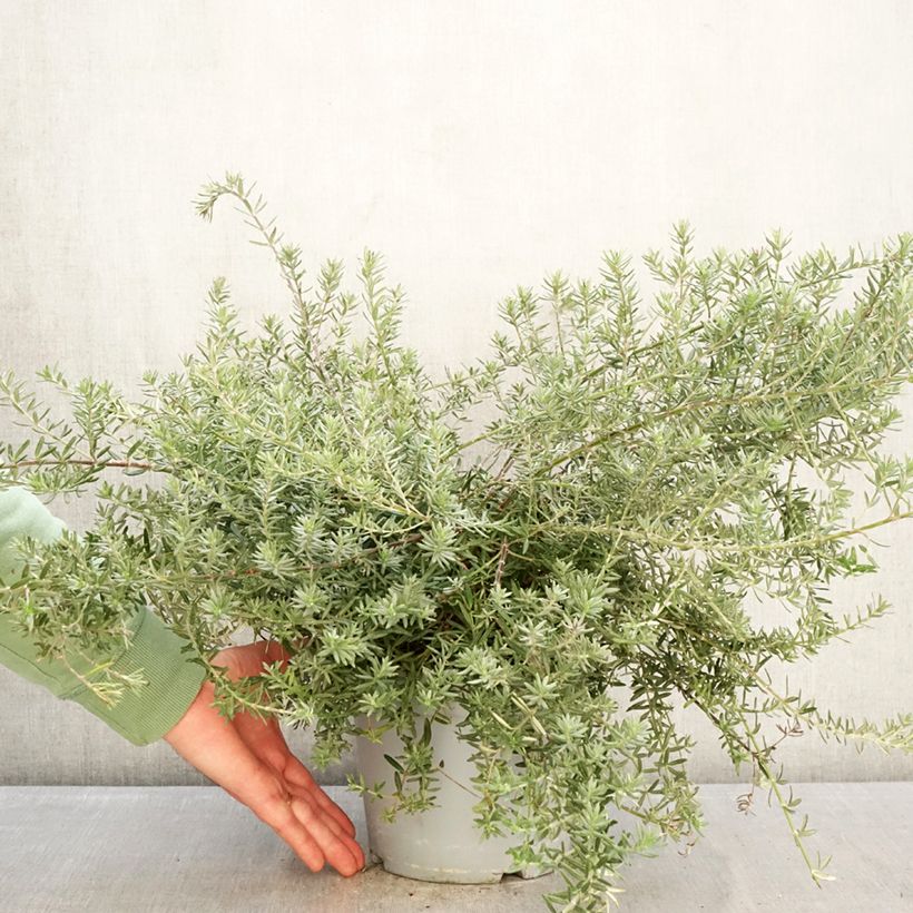 Spécimen de Westringia fruticosa Blue Gem - Romarin d'Australie Pot de 3L/4L tel que livré en hiver