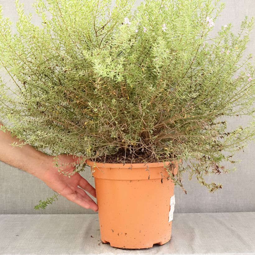 Spécimen de Westringia fruticosa Blue Gem - Romarin d'Australie Pot de 7,5L/10L tel que livré en été