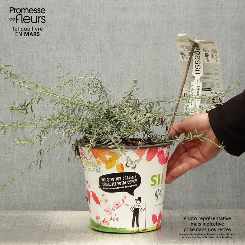 Spécimen de Westringia fruticosa Mundi - Romarin d'Australie Pot de 3L/4L tel que livré au printemps