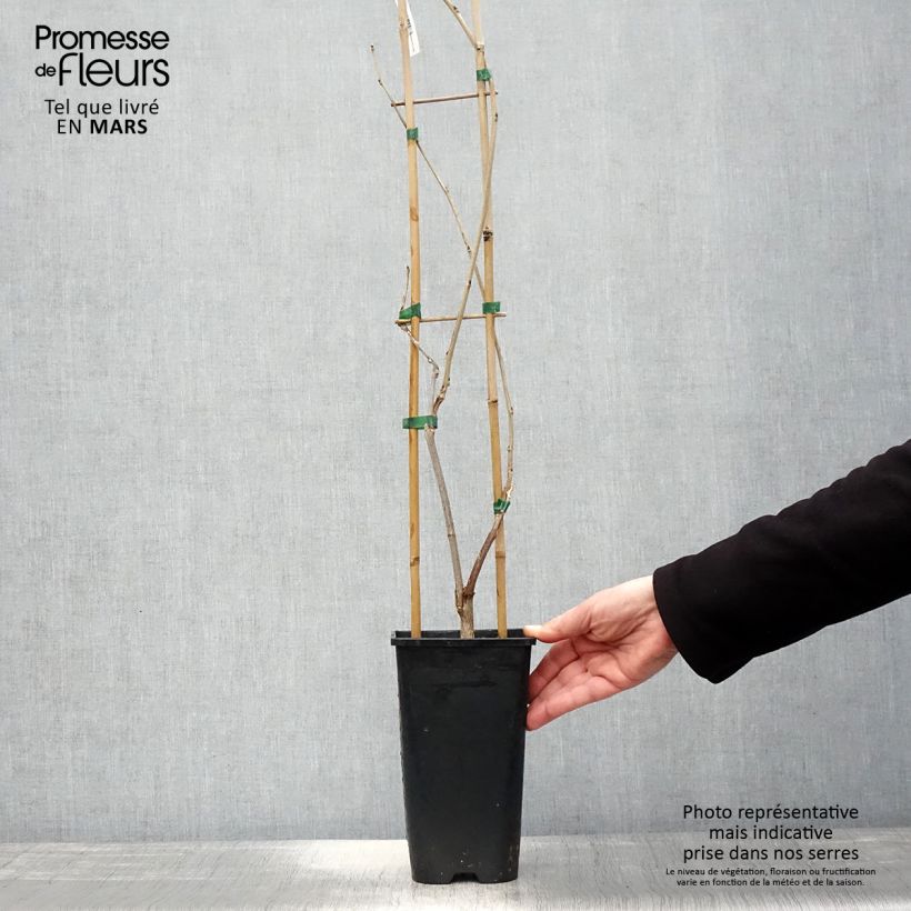 Spécimen de Wisteria venusta Rosea - Glycine du Japon Pot de 2L/3L, Plant greffé de + de 18 mois tel que livré au printemps