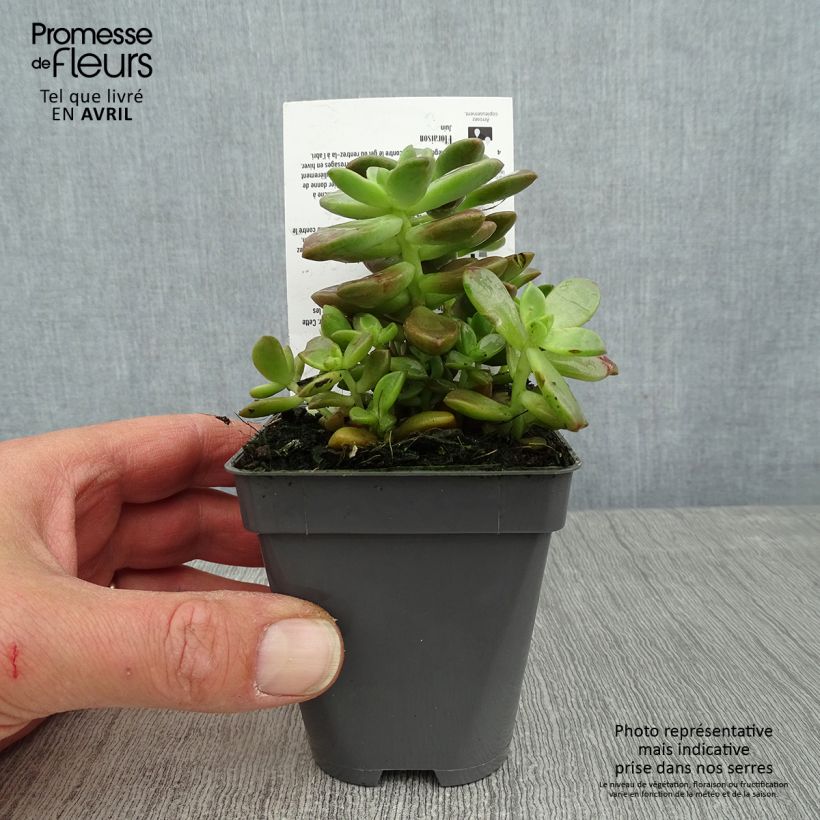 Spécimen de x Graptosedum Bronze - Plante grasse Godet de 8/9 cm tel que livré au printemps