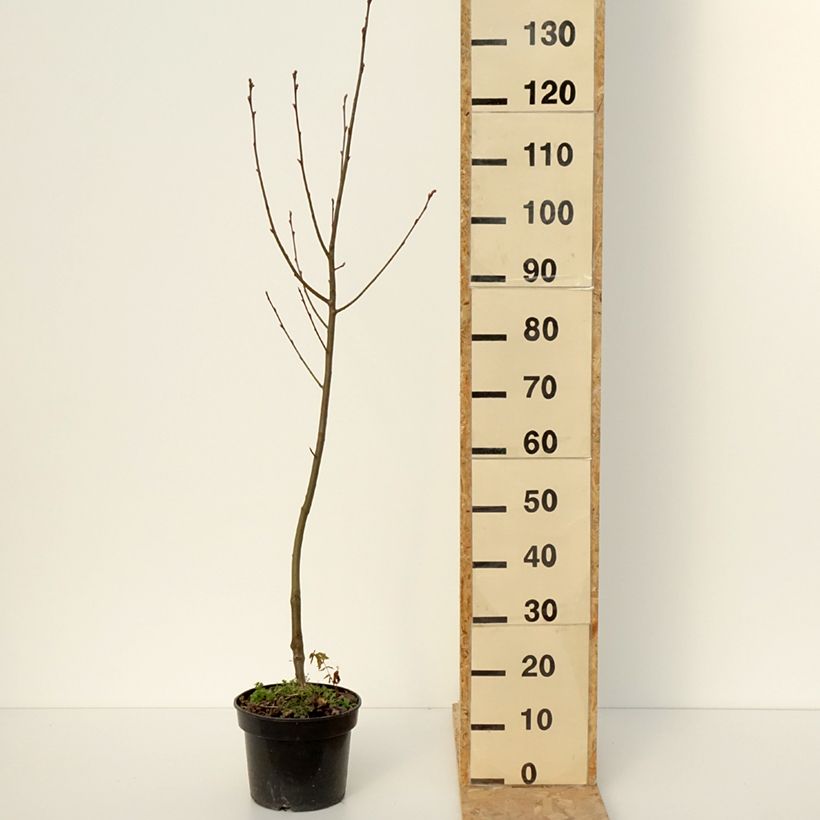 Spécimen de x Amelasorbus jackii - Amélasorbier de Jack Pot de 4L/5L tel que livré en hiver