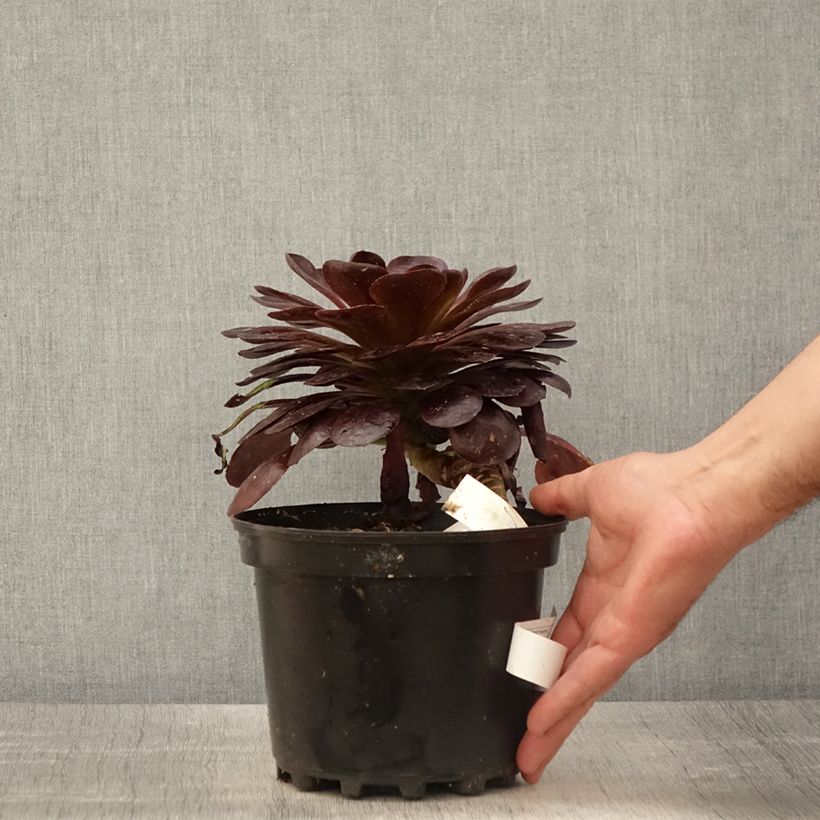 Spécimen de Semponium Destiny Pot de 2L/3L tel que livré au printemps