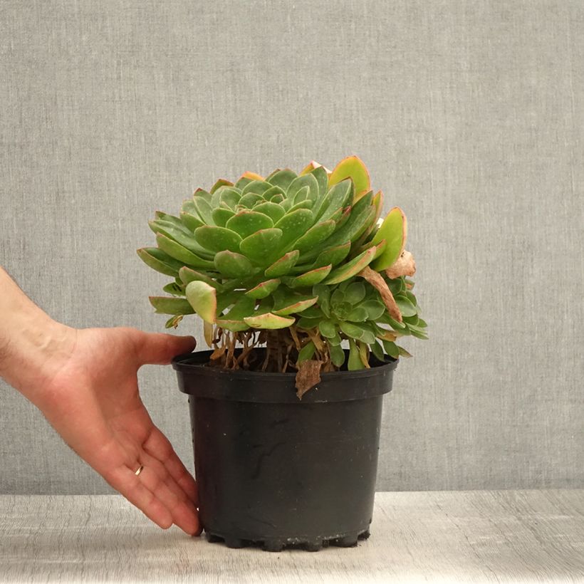 Spécimen de Semponium Diamond Pot de 2L/3L tel que livré au printemps