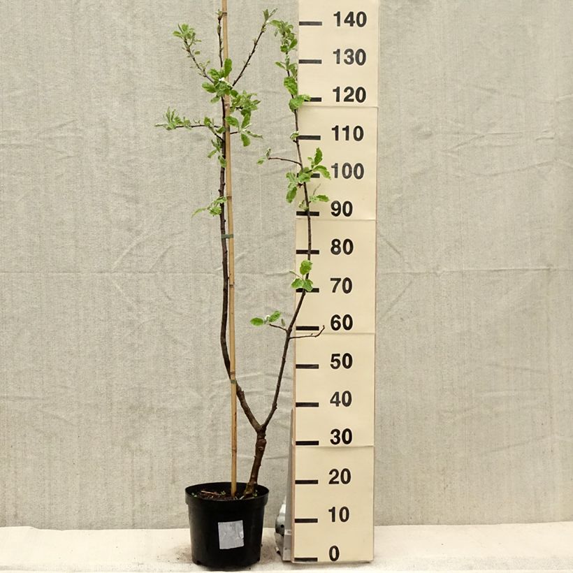 Spécimen de Sorbopyrus auricularis - Poire de Bollwiller Pot de 4L/5L tel que livré au printemps
