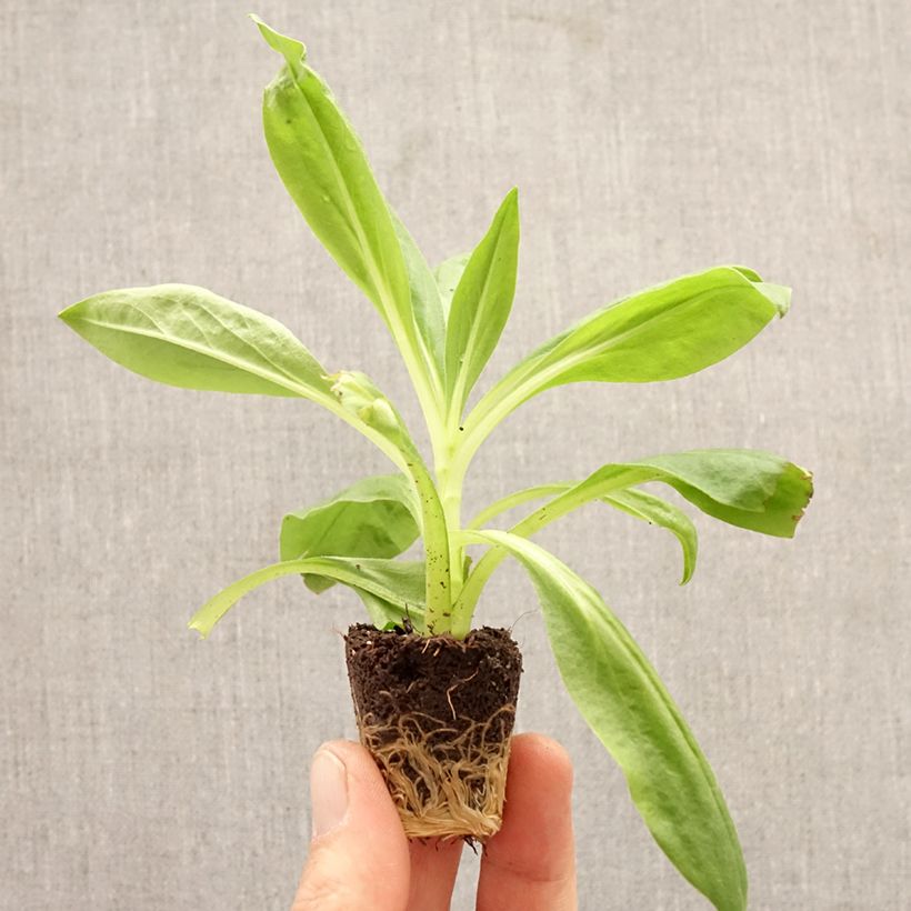 Spécimen de Xerochrysum Granvia Red Flame Mini-motte Ø 3/4 cm tel que livré au printemps