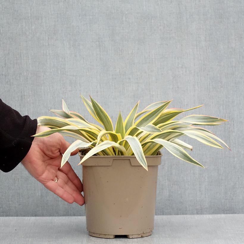 Spécimen de Yucca Bright Star - Yucca panaché Pot de 2L/3L tel que livré au printemps