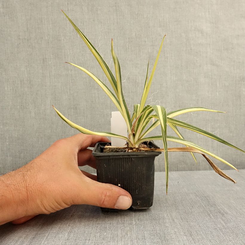 Spécimen de Yucca filamentosa Colour Guard - Yucca filamenteux panaché Godet de 8/9 cm tel que livré en été