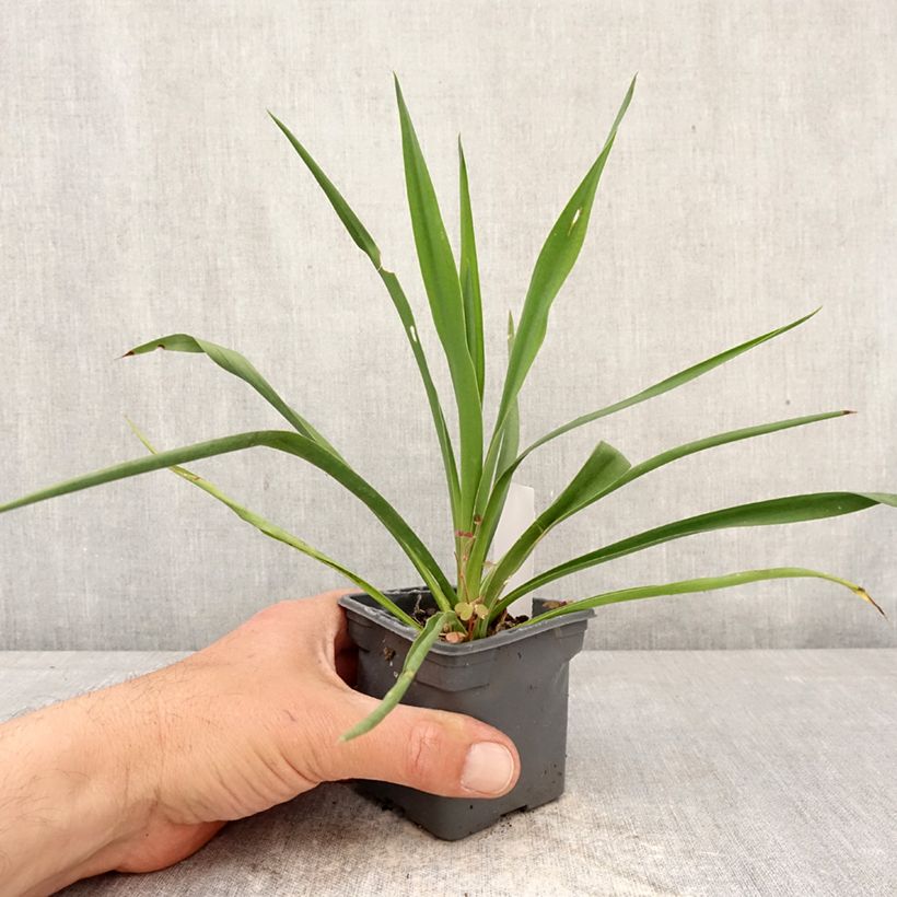 Spécimen de Yucca filamentosa Godet de 8/9 cm tel que livré au printemps