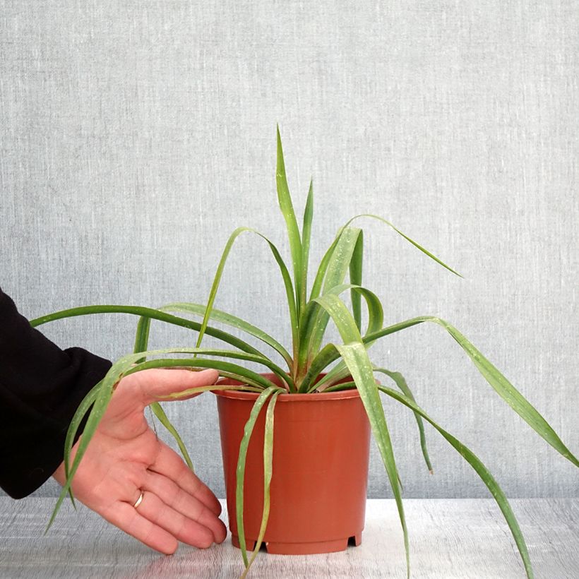 Example of Yucca filamentosa Pot de 1L/1,5L as you get in printemps