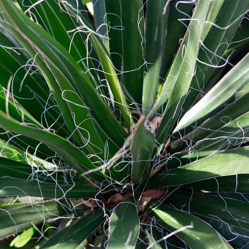 Yucca filifera - Yucca filifère (Feuillage)