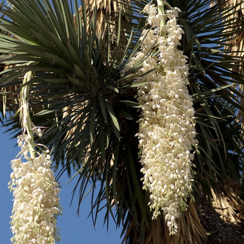 Yucca filifera - Yucca filifère (Floraison)