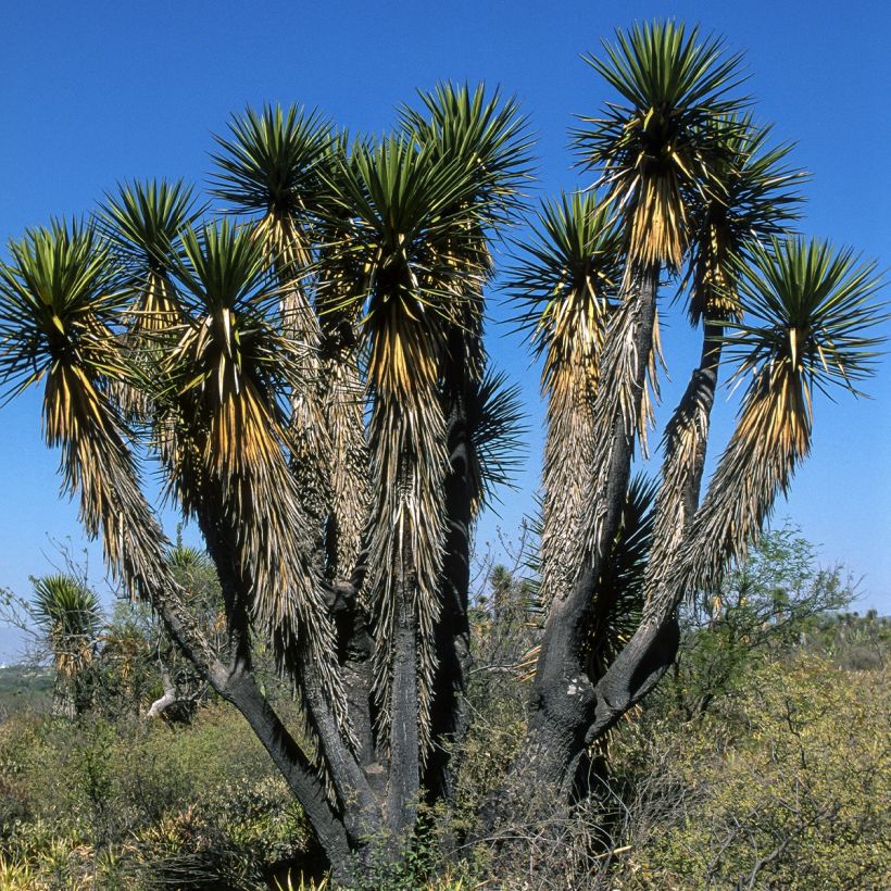 Yucca filifera - Yucca filifère (Port)