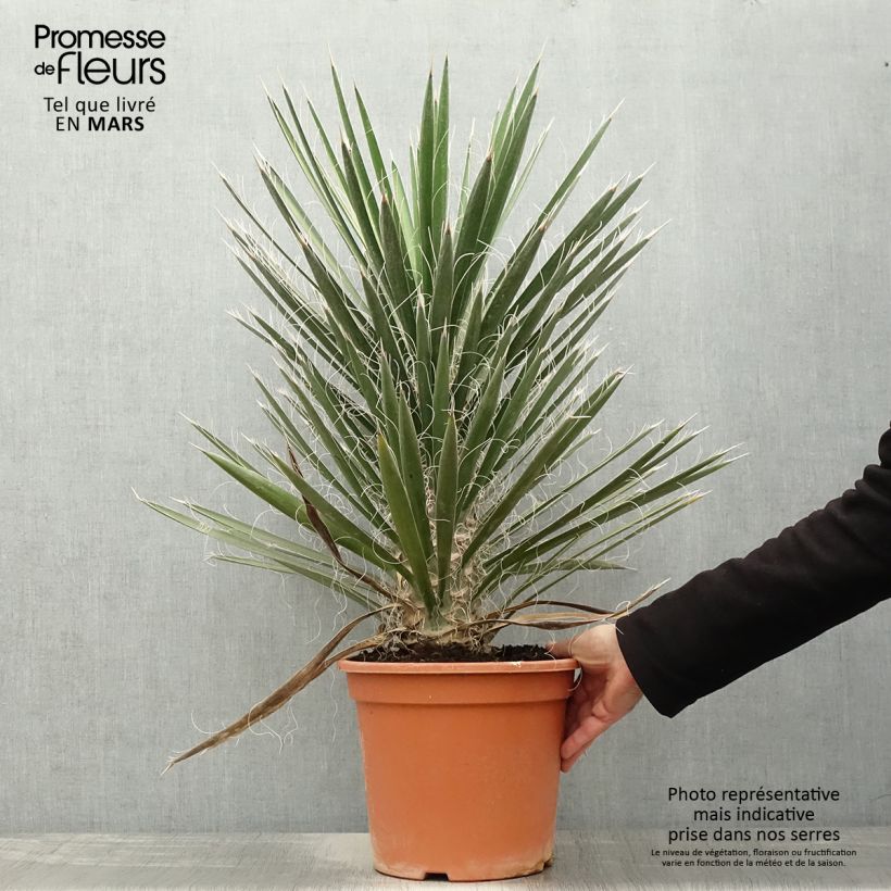Spécimen de Yucca filifera - Yucca filifère Pot de 7,5L/10L tel que livré au printemps